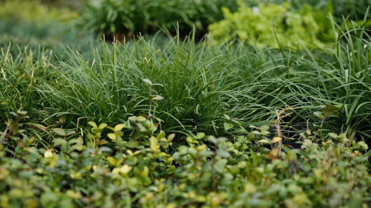 Get It Growing: Groundcovers can be an alternative to turfgrass in your lawn